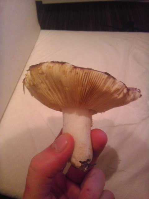 plávka Russula sp.