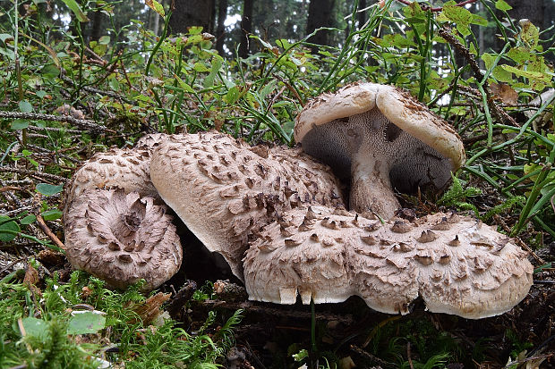 jelenkovec škridlicovitý Sarcodon imbricatus (L.) P. Karst.