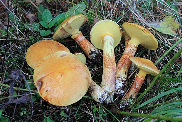 masliak smrekovcový Suillus grevillei  (Klotzsch) Singer