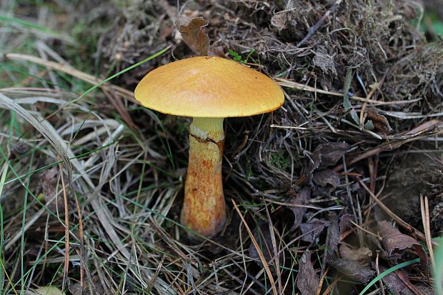 masliak smrekovcový Suillus grevillei (Klotzsch) Singer