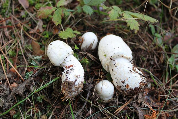 pečiarka Agaricus sp.