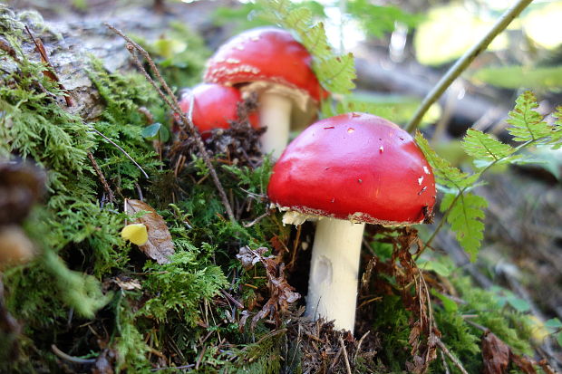 muchotrávka Amanita citrina Pers.