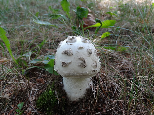 muchotrávka šiškovitá Amanita strobiliformis Gonn. & Rabenh.