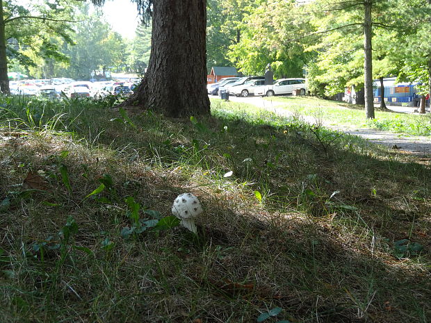 muchotrávka šiškovitá Amanita strobiliformis (Paulet ex Vittad.) Bertill.