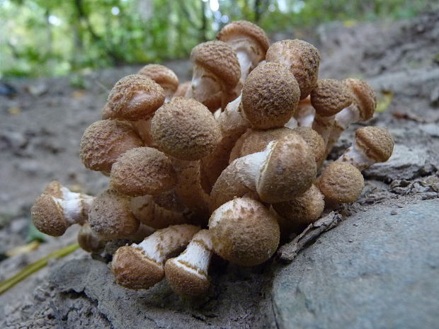 podpňovka obyčajná Armillaria mellea (Vahl) P. Kumm.