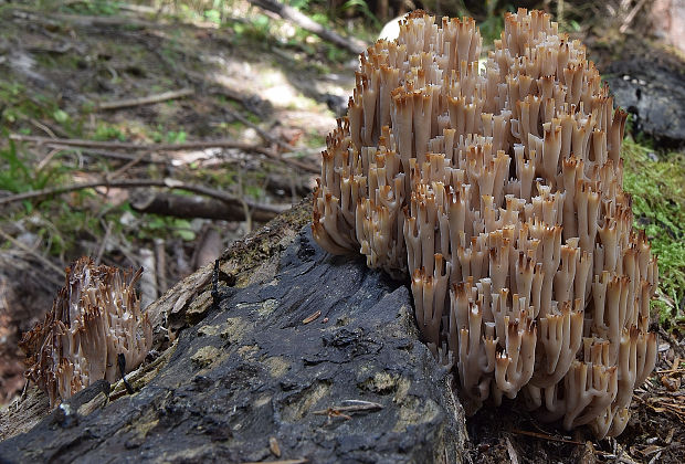 korunovec svietnikovitý Artomyces pyxidatus (Pers.) Jülich