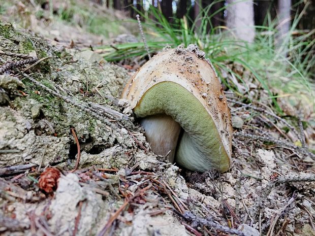 hríb smrekový Boletus edulis Bull.