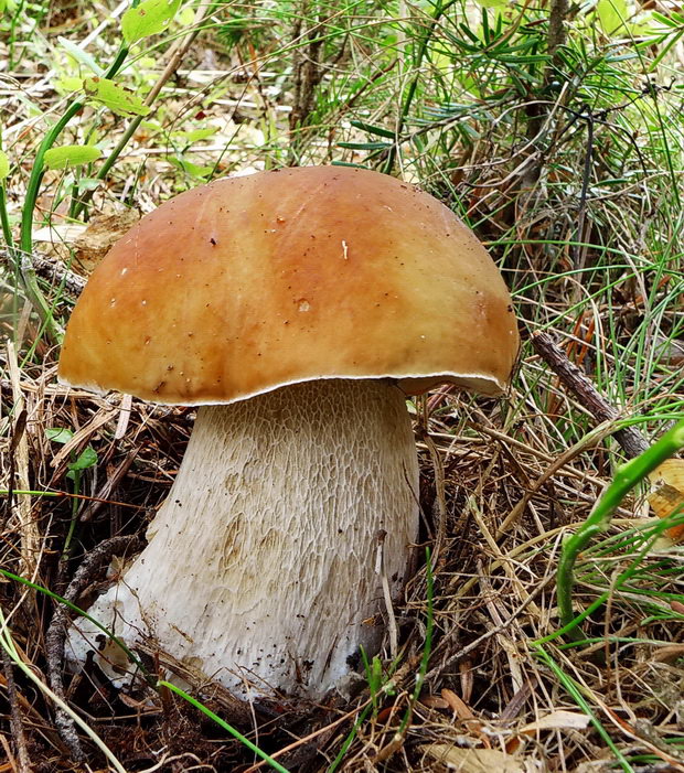 hríb smrekový Boletus edulis Bull.