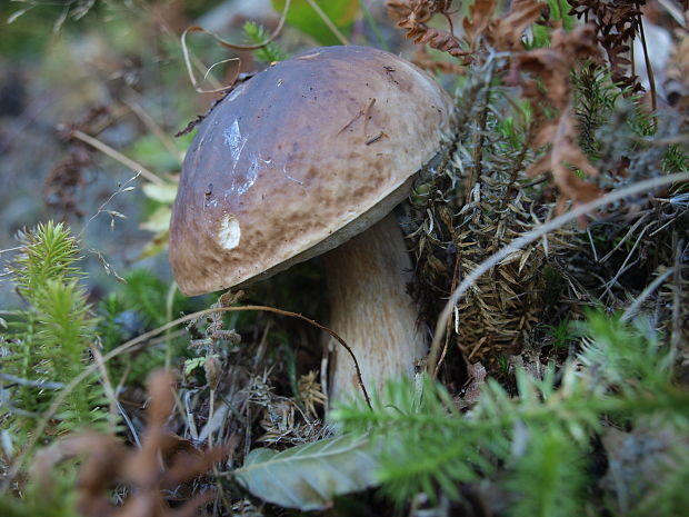 hríb smrekový Boletus edulis Bull.