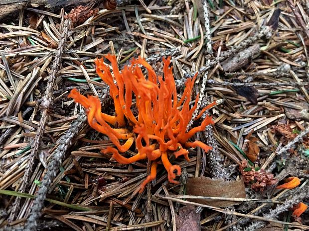 parôžkovec lepkavý Calocera viscosa (Pers.) Fr.