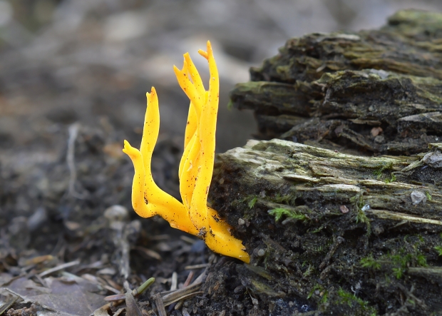 parôžkovec lepkavý Calocera viscosa (Pers.) Fr.