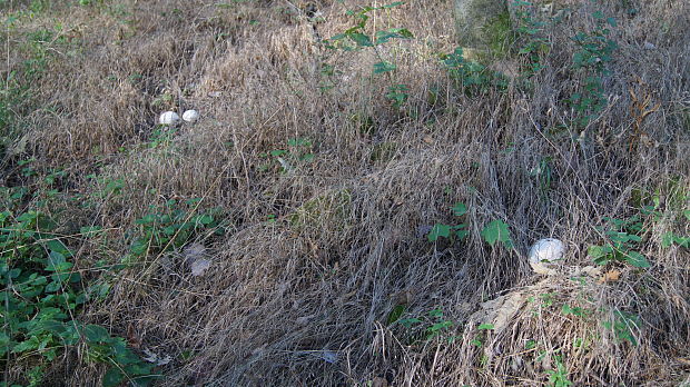 vatovec obrovský Calvatia gigantea (Batsch) Lloyd