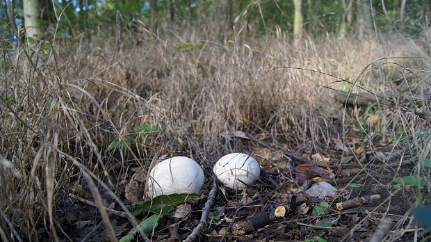 vatovec obrovský Calvatia gigantea (Batsch) Lloyd