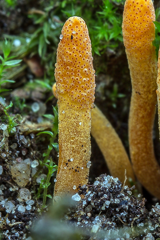 žezlovka Cordyceps sp.