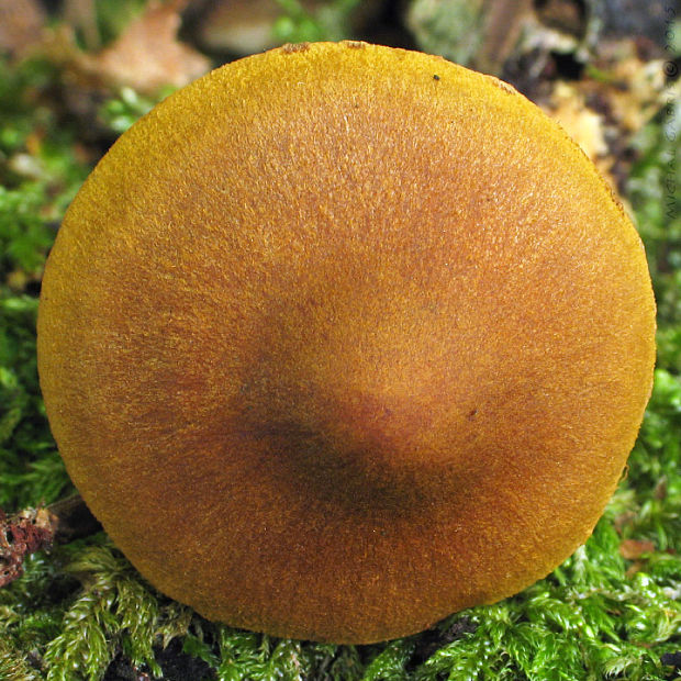 pavučinovec krvavolupeňový Cortinarius semisanguineus (Fr.) Gillet