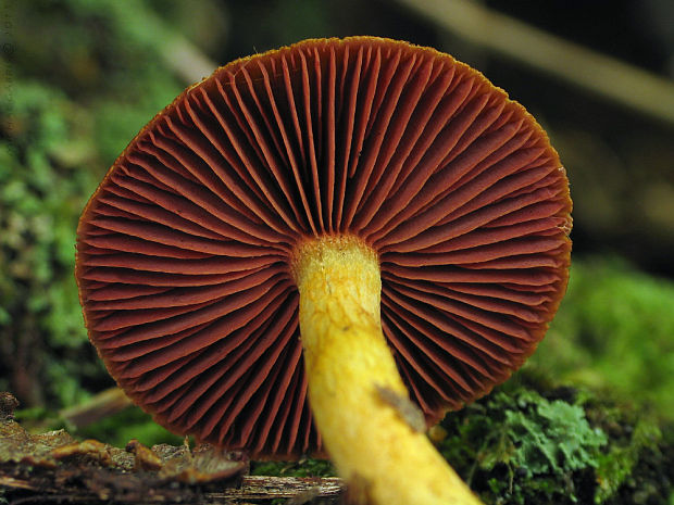 pavučinovec krvavolupeňový Cortinarius semisanguineus (Fr.) Gillet