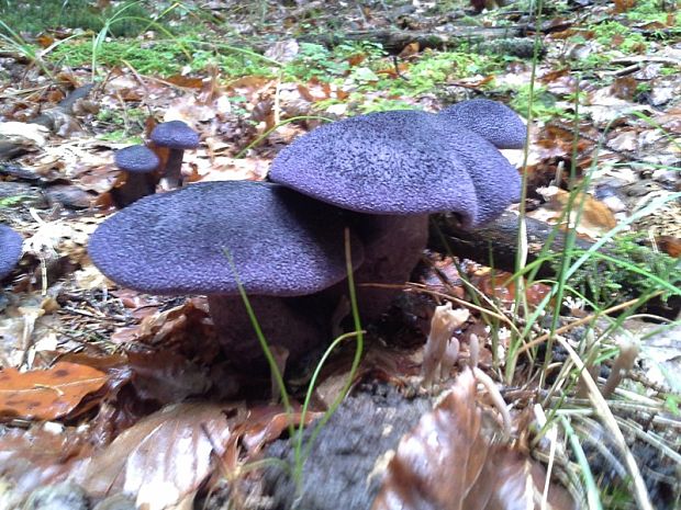 pavučinovec fialový Cortinarius violaceus (L.) Gray