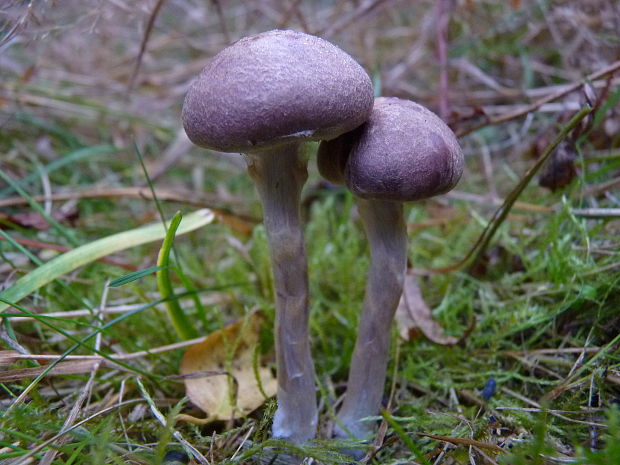 pavučinovec fialový Cortinarius violaceus (L.) Gray