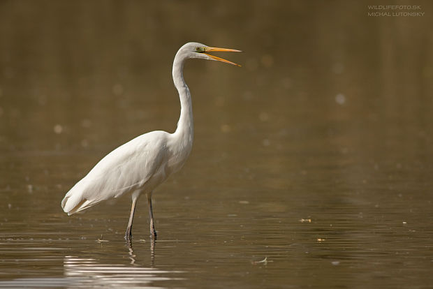 volavka biela Egretta alba