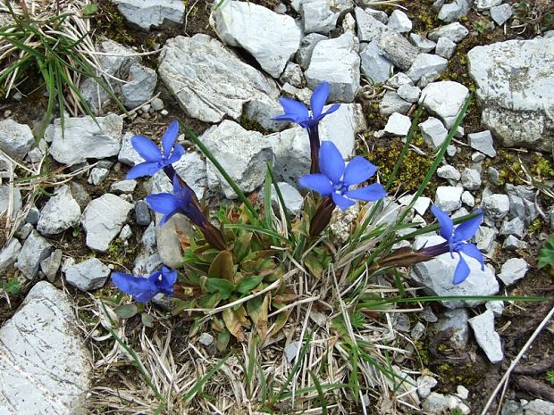 horec jarný Gentiana verna L.