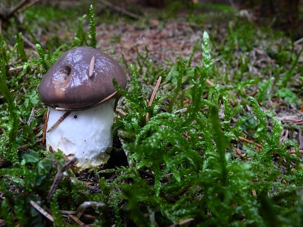 sliziak mazľavý Gomphidius glutinosus (Schaeff.) Fr.