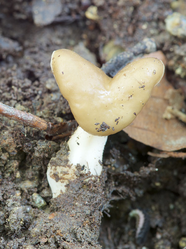 chriapač Helvella sp.