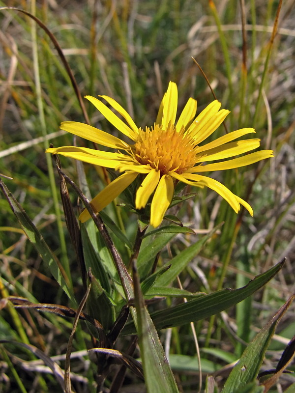 oman Inula sp. L.