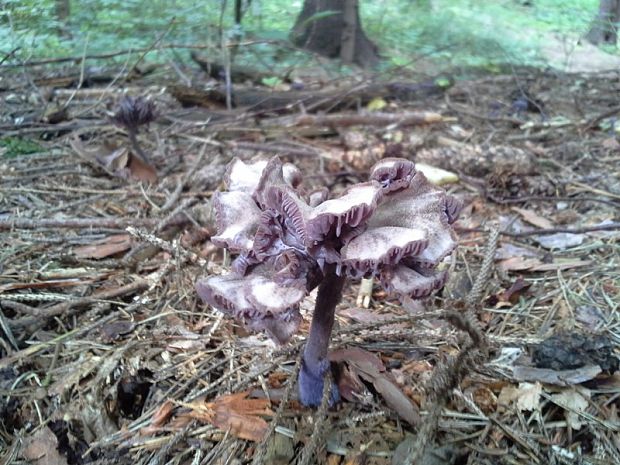 lakovka ametystová Laccaria amethystina (Huds.) Cooke