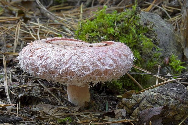 rýdzik kravský Lactarius torminosus (Schaeff.) Gray