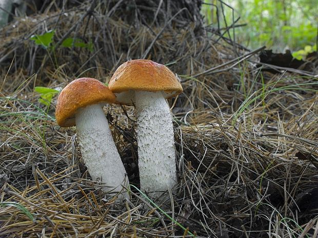 kozák osikový Leccinum albostipitatum den Bakker & Noordel.