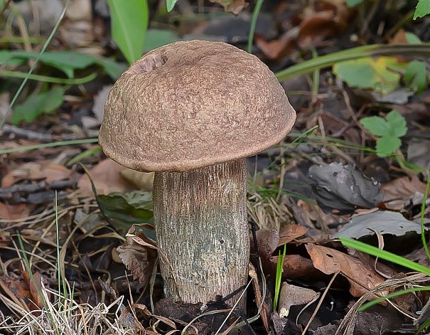 kozák topoľový Leccinum duriusculum (Schulzer ex Kalchbr.) Singer