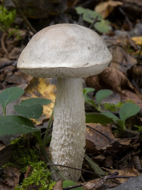 kozák biely Leccinum holopus (Rostk.) Watling