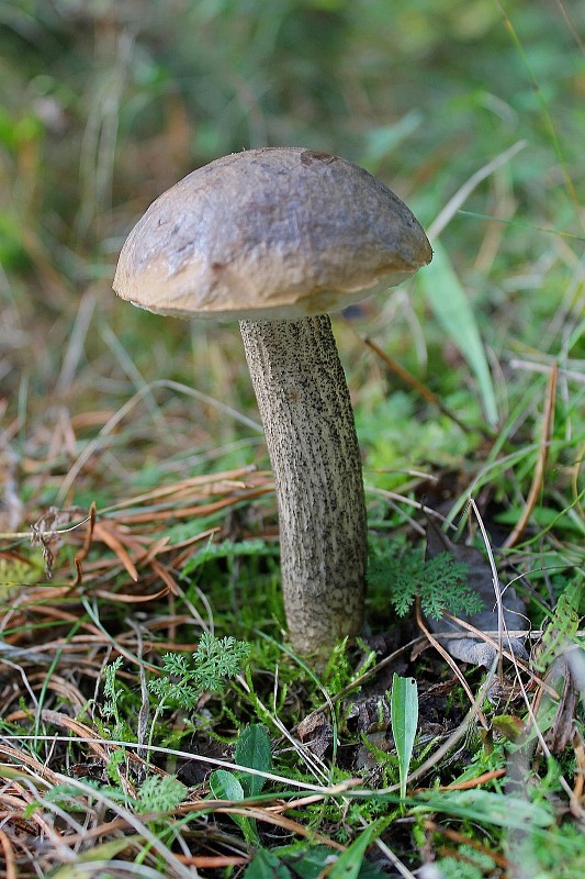 kozák brezový Leccinum scabrum (Bull.) Gray