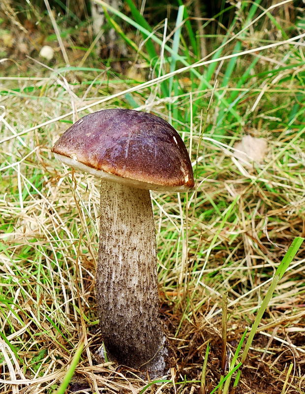 kozák brezový Leccinum scabrum (Bull.) Gray