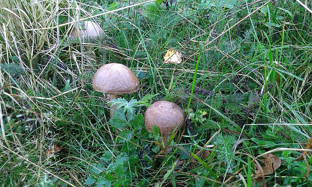 kozák brezový Leccinum scabrum (Bull.) Gray