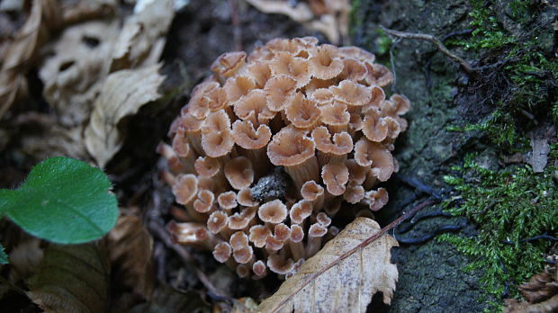 húževnatček Lentinellus sp.