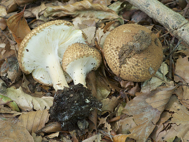 bedlička pavučinovcovitá Lepiota cortinarius var. cortinarius J. E. Lange