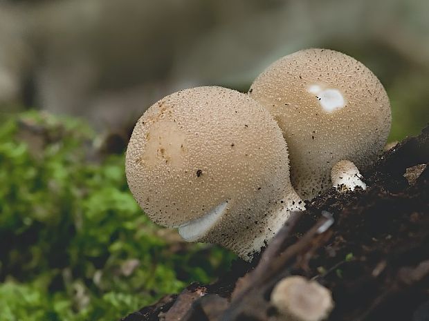 prášnica hruškovitá Lycoperdon pyriforme Schaeff.