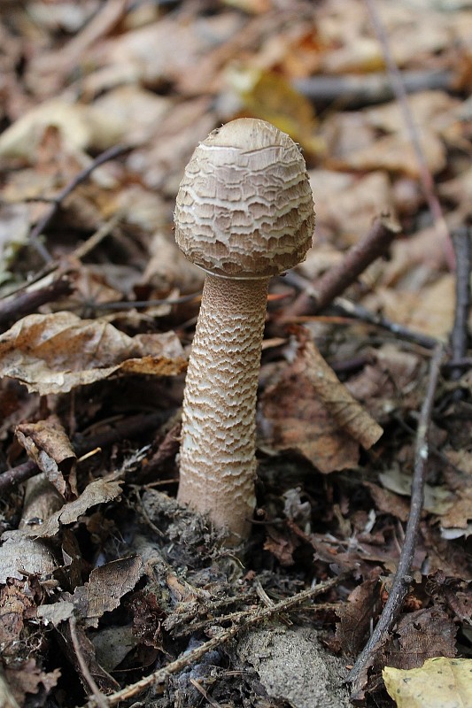 bedľa vysoká Macrolepiota procera (Scop.) Singer