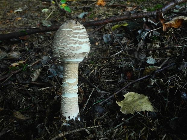 bedľa vysoká Macrolepiota procera (Scop.) Singer