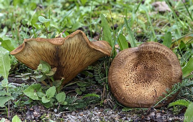 čechračka podvinutá Paxillus involutus (Batsch) Fr.