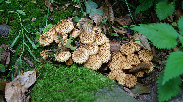 šupinovka Pholiota sp.