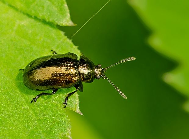 liskavka Phratora vitellinae