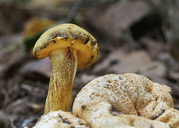 suchohríb cudzopasný Pseudoboletus parasiticus (Bull.) Šutara