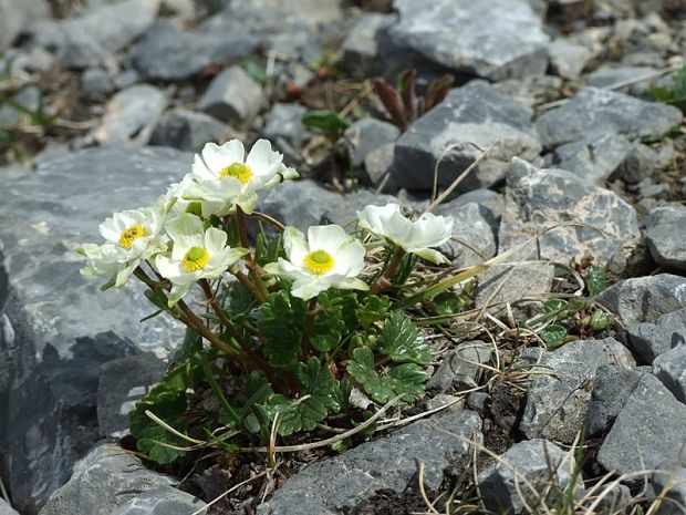 iskerník alpínsky Ranunculus alpestris L.