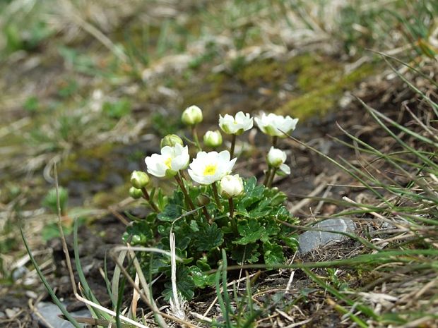 iskerník alpínsky Ranunculus alpestris L.