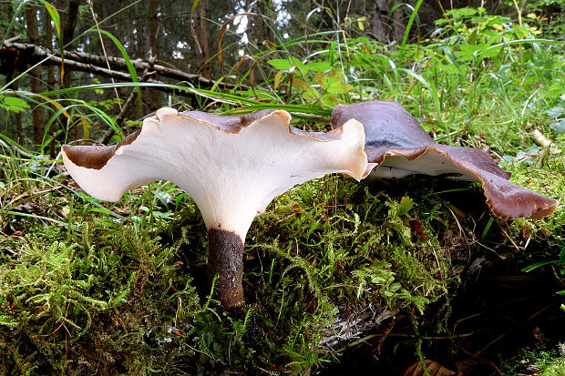 trúdnik tmavohlúbikový Royoporus badius (Pers.) A.B. De