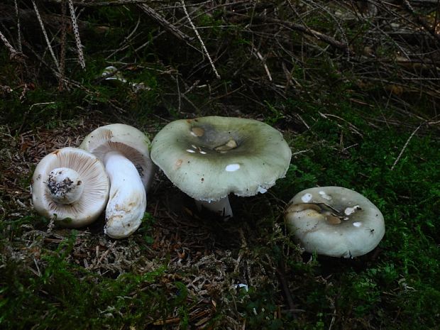 plávka trávovozelená Russula aeruginea Lindbl. ex Fr.