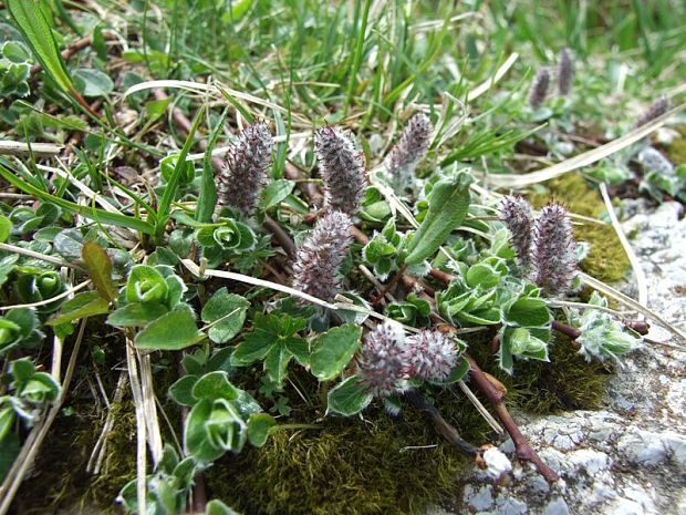 vŕba alpínska Salix alpina Scop.
