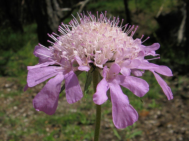 hlaváč lesklý vápnomilný Scabiosa lucida subsp. calcicola Bloński